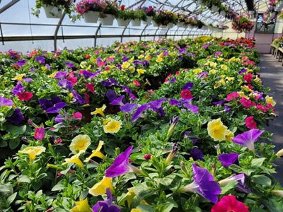 Large Hanging Basket